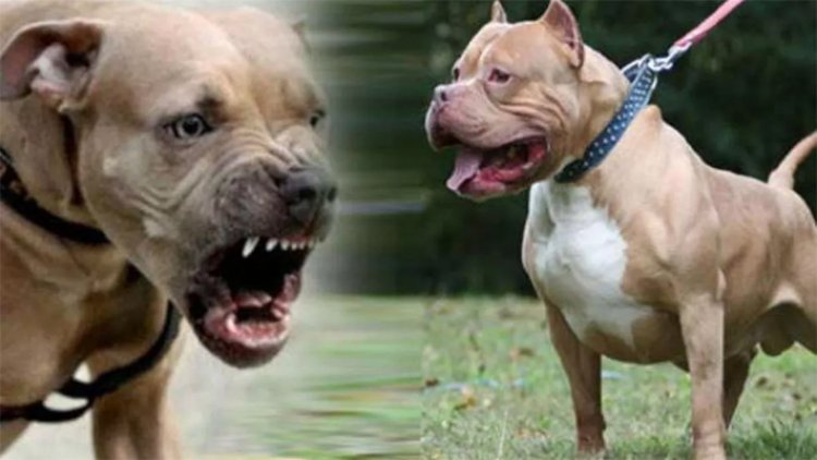Pitbull और Rottweiler कुत्ते पालने पर लगा बैन, लगेगा इतना जुर्माना