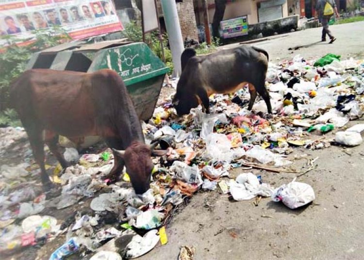 पंजाबः आवारा पशुओं पर पाबंदी को लेकर आदेश जारी, धारा 144 लागू 