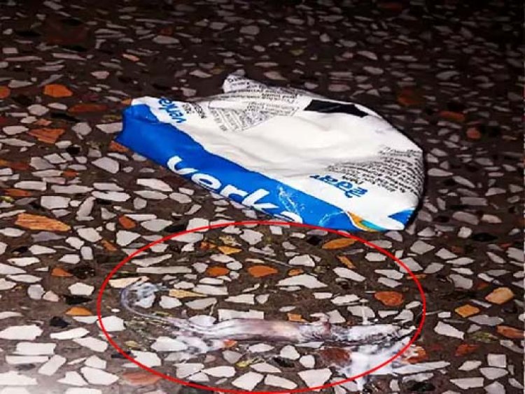 आरोपः वेरका की दही में मिला मरा चूहा, लड़के की तबियत खराब