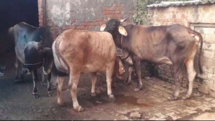 पंजाबः लंपी की बीमारी को लेकर सरकार का ऐलान, पशु चिकित्सा कर्मियों की छुट्टियां की रद्द
