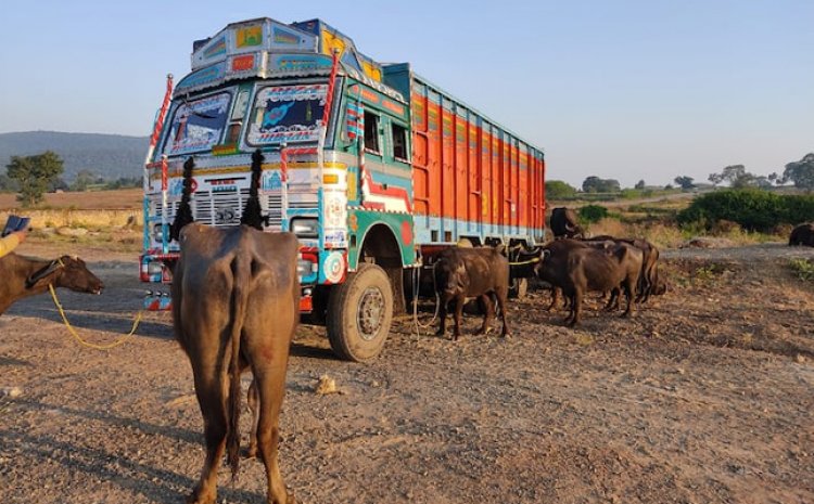 पंजाबः तस्करी के चलते नाकेबंदी के दौरान ट्रक से 13 पशु बरामद, चालक गिरफ्तार