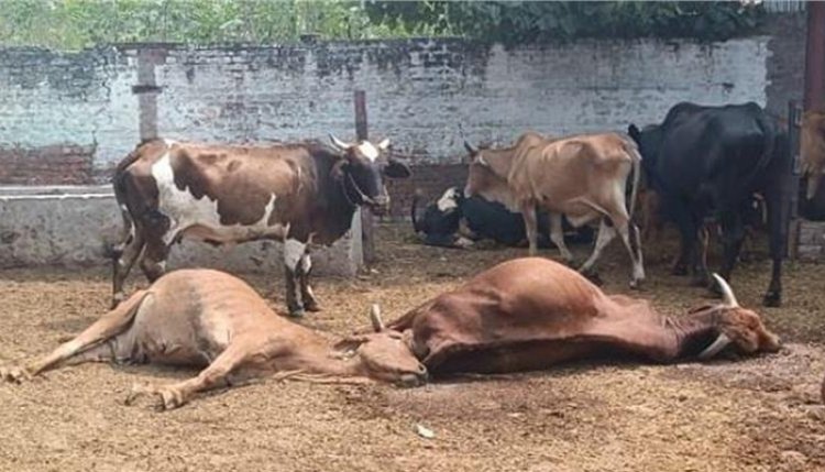 पंजाबः गौशाला में 14 गऊओं की मौत से मचा हड़कंप, जांच में हुआ चौकाने वाला खुलासा