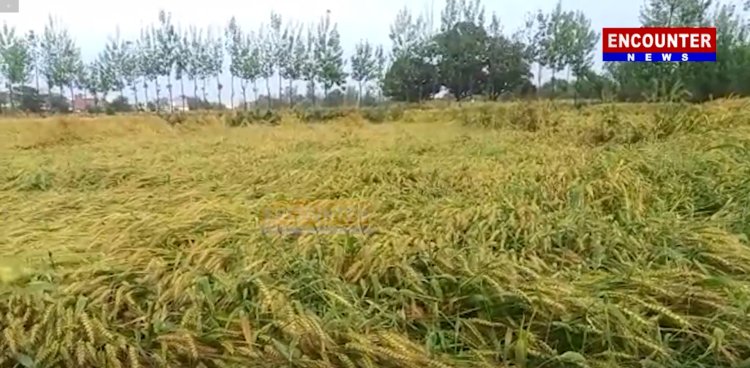 पंजाबः बेमौसमी बरसात ने किसानों को किया निराश, गेहूं की फसल हुई बर्बाद, देखें वीडियो