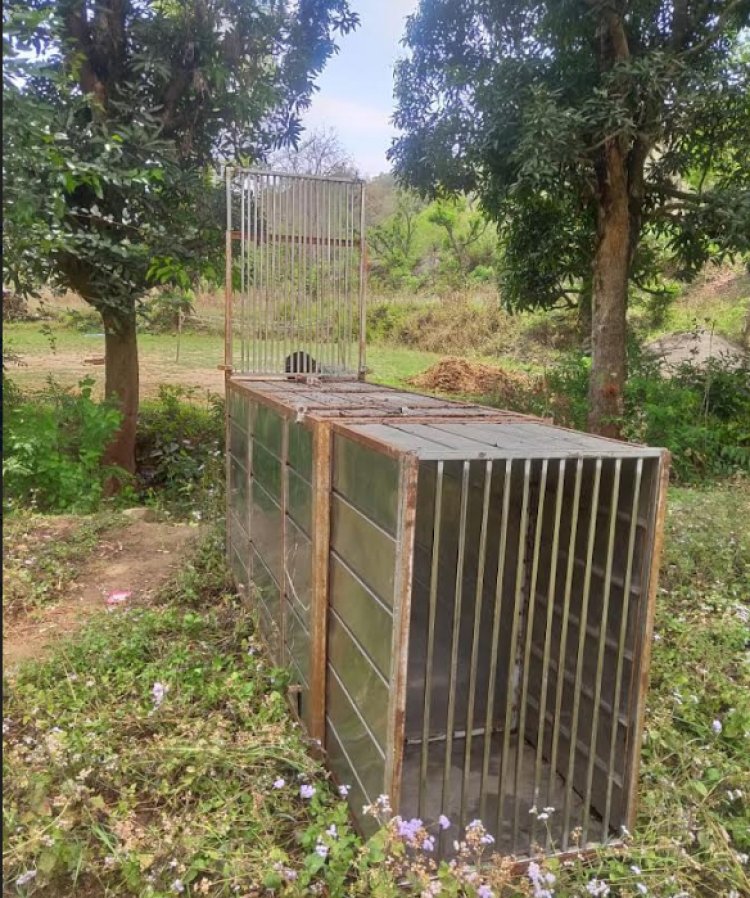 वन विभाग ने तेंदुआ पकड़ने के लिए दलेडी राजपूतां में लगाया पिंजरा