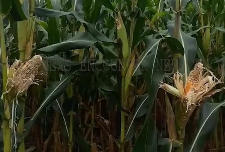 पंजाबः सरकार ने किसानों के लिए नए फरमान किए जारी, देखें वीडियो