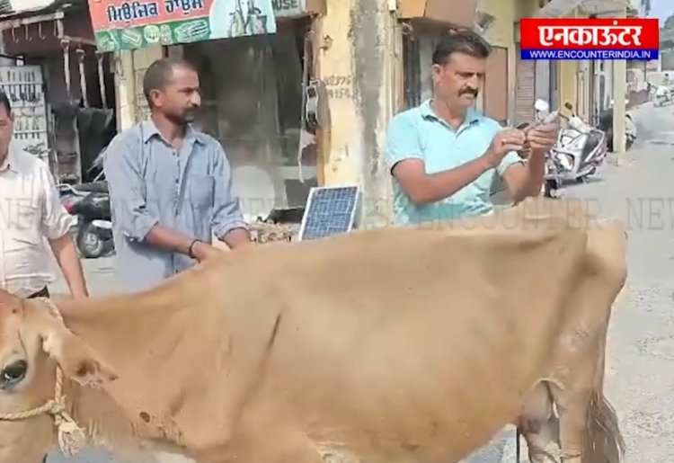 पंजाब :  नगर कौंसिल के कर्मचारियों ने गऊ का करवाया उपचार, देखें वीडियो