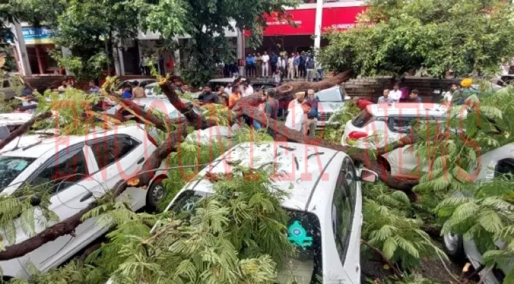 तेज बारिश से गिरा पेड़, 7 कारें पूरी तरह क्षतिग्रस्‍त, देखें तस्वीरें