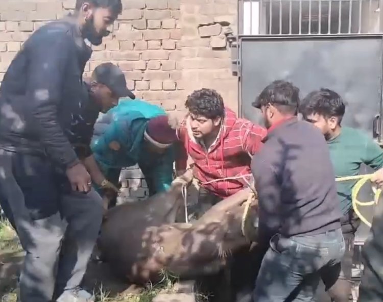 जालंधरः इलाके में युवकों ने सांबर को किया काबू, देखें वीडियो