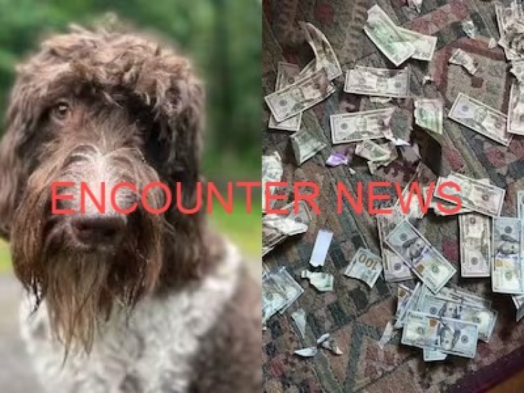 देखते ही देखते पालतू कुत्ता चबा गया 3 लाख से ज्यादा रुपये, मालिक ने इस तरह निकाले ढाई लाख