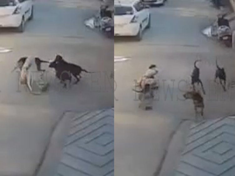जालंधरः आवारा कुत्तों ने बुजुर्ग महिला पर किया हमला, देखें CCTV