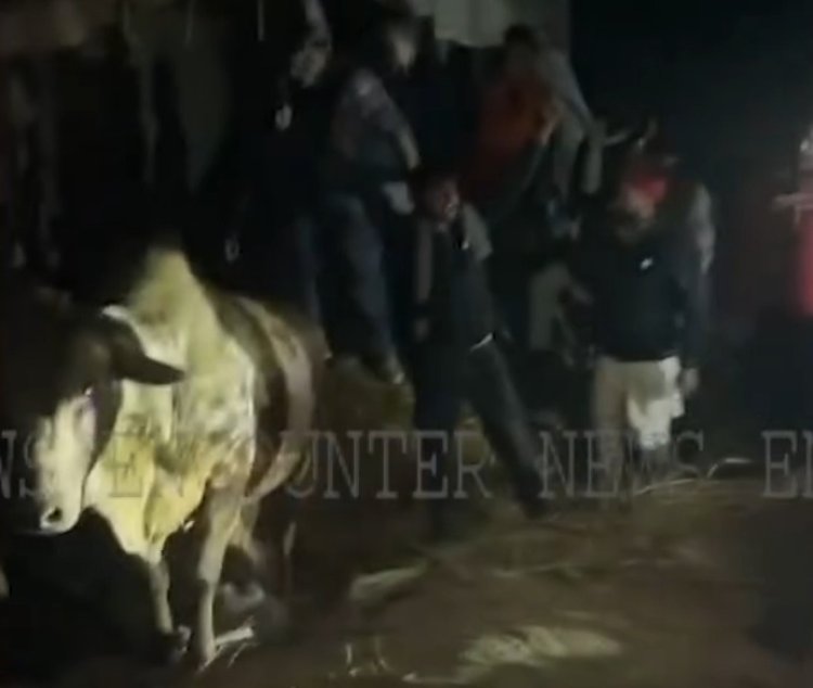पंजाब : मवेशियों से भरा ट्रक पलटा, एक गाय की मौत, देखें वीडियो