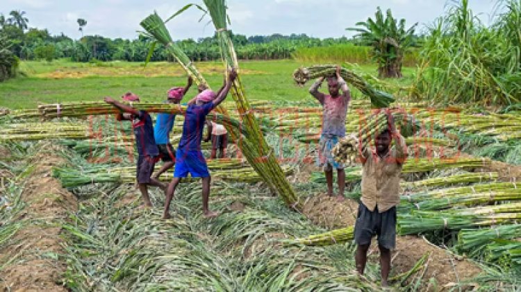 मोदी सरकार ने किसानों को दी बड़ी सौगात, FRP में की बढ़ौतरी