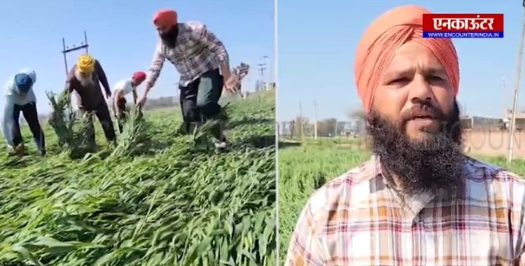 पंजाब : किसानों के लिए आफत बनकर आई बेमौसम बारिश और ओलावृष्टि, देखें वीडियो