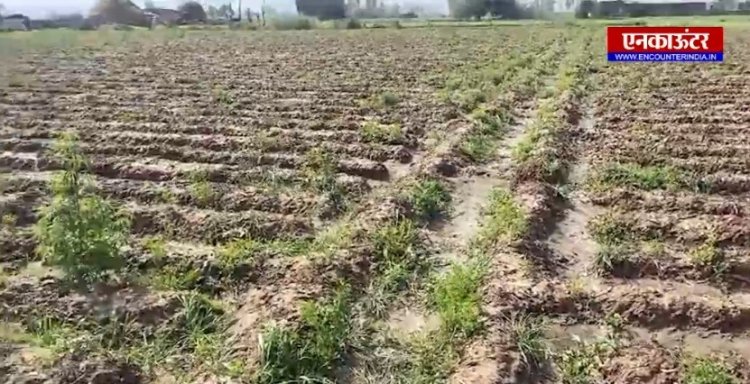 जालंधरः किसानों पर पड़ी बारिश और ओलावृष्टि की मार, फसले हुई खराब, देखें वीडियो 