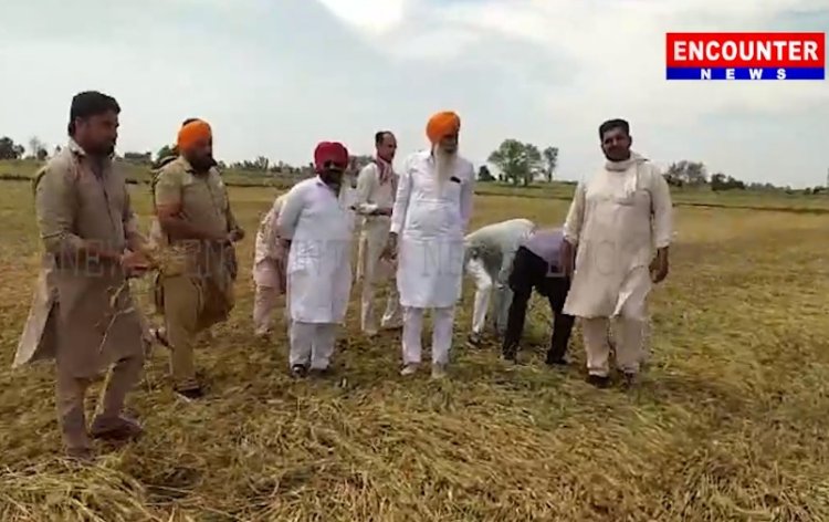 पंजाब : बेमौसम बारिश ने बढ़ाई किसानों की मुश्किलें, देखें वीडियो