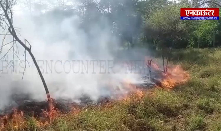 पंजाब : जंगल में लगी भीषण आग, देखें वीडियो