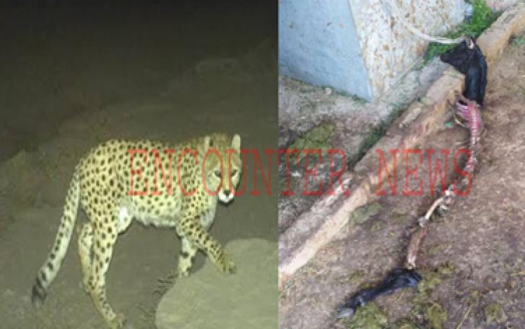 पंजाबः घर से बकरी को खा गया तेंदुआ, लोगों में दहशत का माहौल, देखें वीडियो