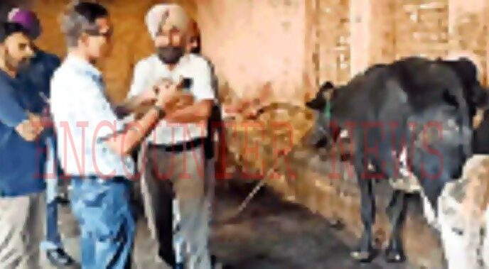 Punjab News: डेयरी फार्म में 8 गायों पर हमलावारों ने किया चाकुओं से हमला, एक की मौत