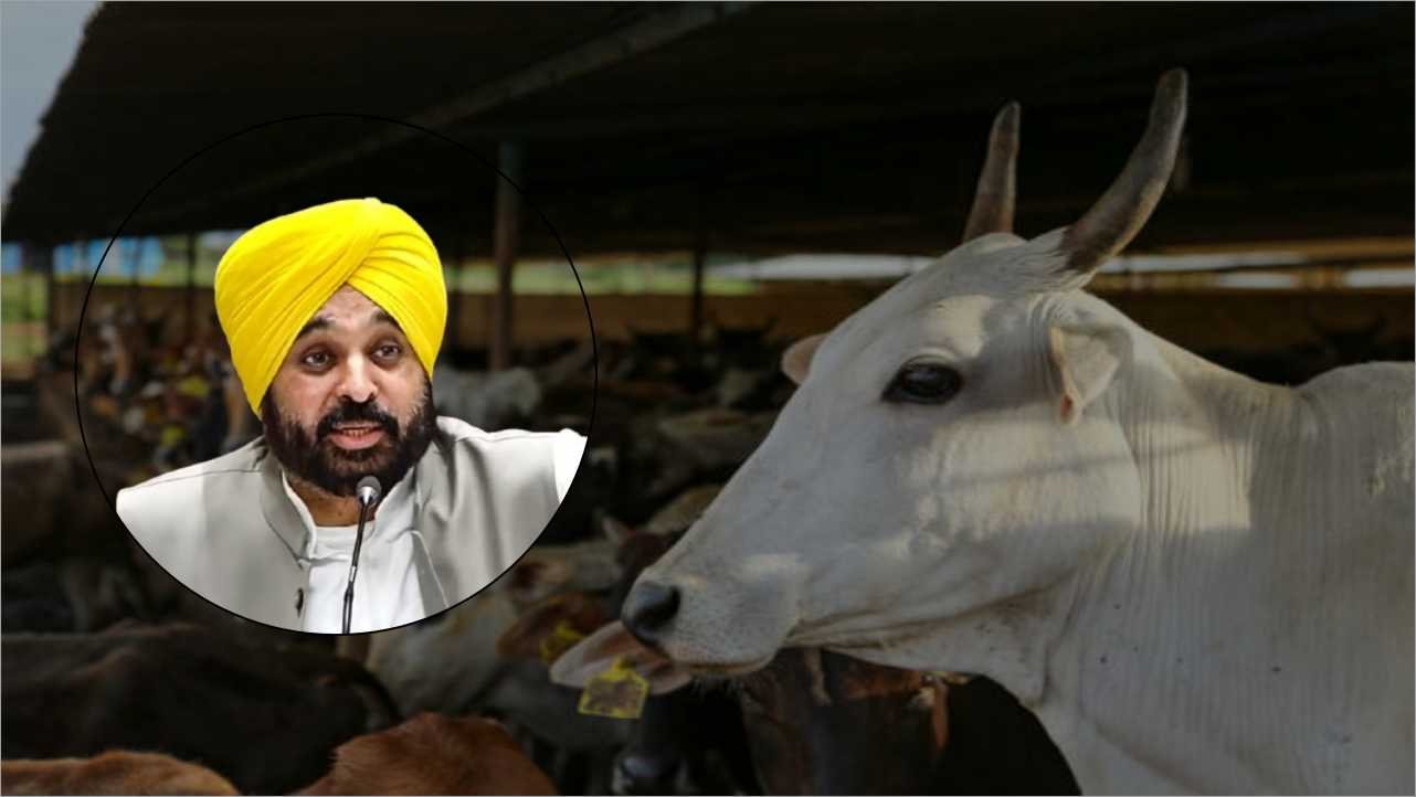 Punjab News: पंजाब में फुट एंड माउथ डिज़ीज़ के खिलाफ बड़े पैमाने पर टीकाकरण अभियान शुरू