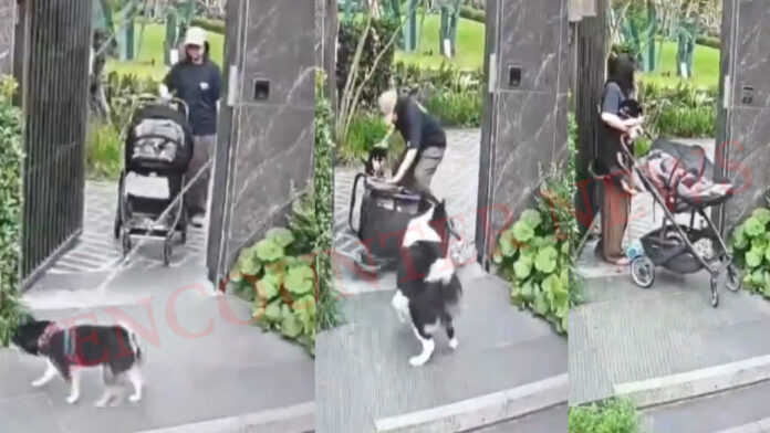 अचानक दौड़ता आया कुत्ता, पलटा बच्चे का स्ट्रॉलर... मां की सूझबूझ ने जीता दिल, देखें Viral Video