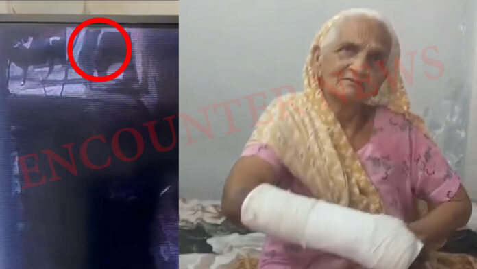 आवारा सांड का आतंक, उछलकर गिरी महिला, गंभीर घायल, देखें वीडियो