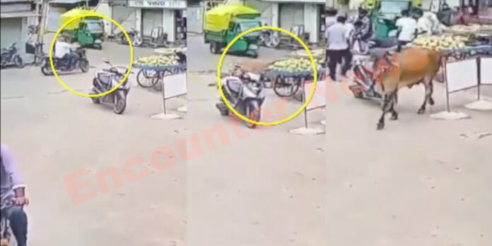आवारा सांड का कहरः बाइक सवार पर किया हमला, गंभीर घायल, देखें CCTV