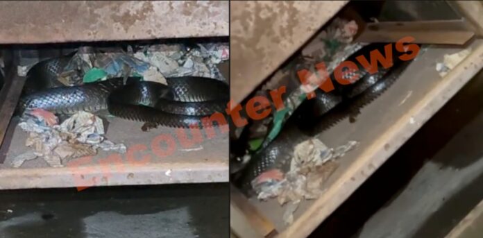 रोजगार कार्यालय में सांप निकलने से कर्मचारियों में मचा हड़कंप, देखें वीडियो