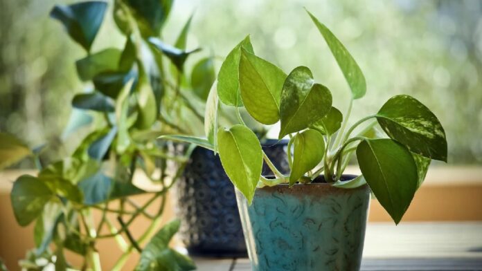 घर में पैसे की कमी दूर करेगा Money Plant, लगाने से पहले रखें इन बातों का ध्यान
