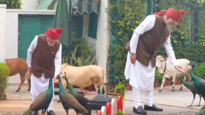 मोरों और गायों को खाना खिलाते दिखे PM Modi, बोले – ‘ये मेरी डेली रुटीन का हिस्सा है’,