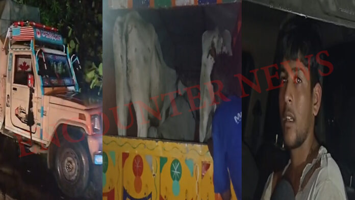 Jalandhar News: बाईपास पर पकड़ी गौवंश से भरी 2 पिकअप, चालक काबू, देखें वीडियो
