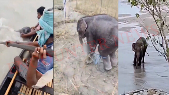 तीस्ता नदी में डूबे नन्हे हाथी को मछुआरों ने बचाया, मां से मिलते ही लपट गया, देखें Viral Video