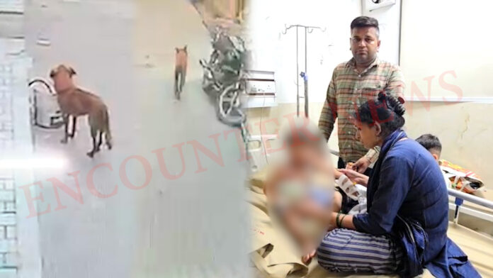 Punjab News: 2 वर्षीय बच्चे पर आवारा कुत्ते ने किया हमला, हालत नाजुक, देखें वीडियो