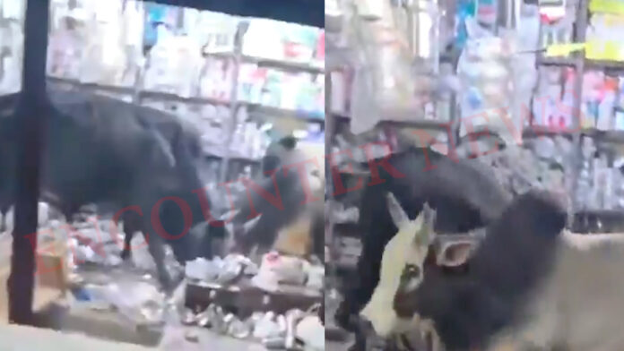 2 सांडों का आतंक, दुकान में जमकर की तोड़फोड़, मालिक और नाती ने भागकर बचाई जान, देखें वीडियो