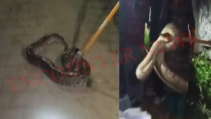 इलाके में घुसा 10 फीट लंबा अजगर, लोगों में दहशत, वन विभाग ने किया रेस्क्यू, देखें वडियो