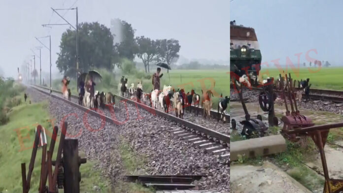 दर्दनाक हादसाः ट्रेन की चपेट आने से 30 बकरियों की मौत, देखें वीडियो