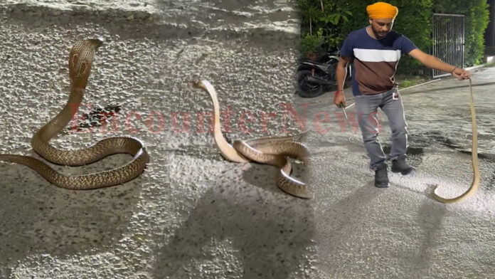 Jalandhar News: घर के बाहर दिखा Cobra सांप, लोगों में मचा हड़कंप, देखें वीडियो