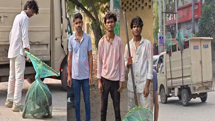 Jalandhar News: नगर निगम का एक्शन, 20 से ज्यादा आवारा कुत्तों को किया काबू, देखें वीडियो